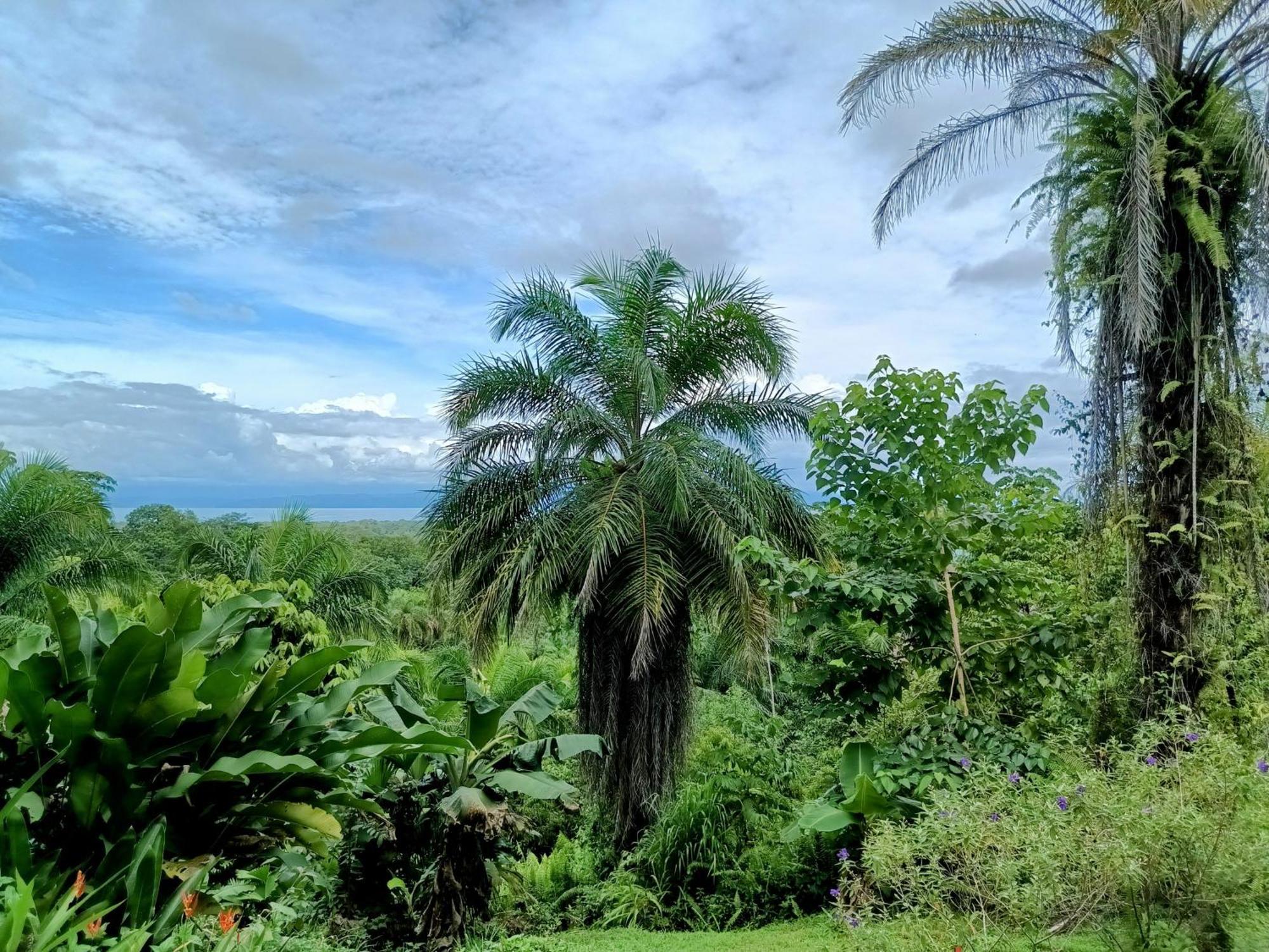 Osa Private Renting House-Villas-Tented-Best Views-Nature-Comfort Puerto Jiménez Exteriör bild